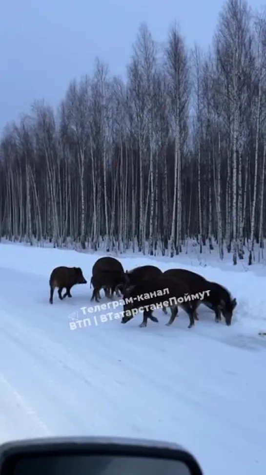 Кабанчики в Иннополисе