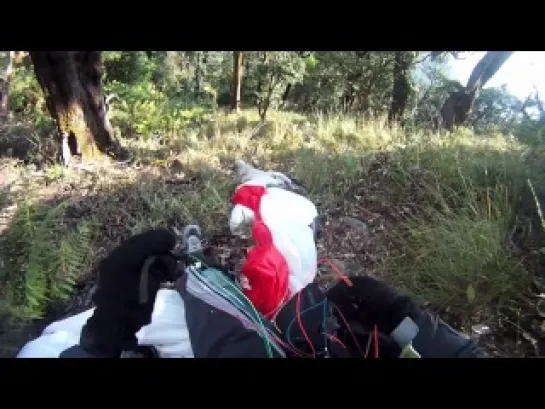 Paragliding vs Eagle