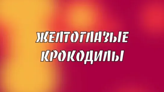 Желтоглазые крокодилы