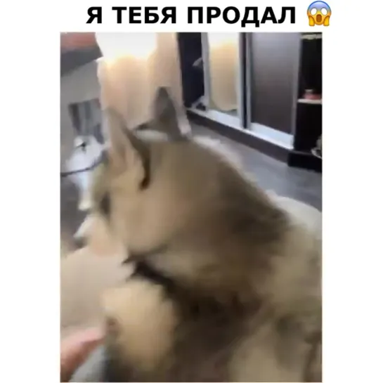 Видео от Ивана Борменталя