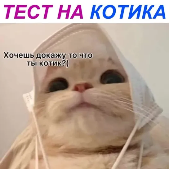 Котики