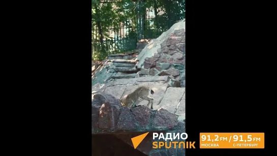 Видео от Радио Sputnik