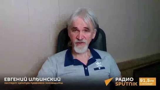 Евгений Ильинский о том, что жители немецкого Лимбург-на-Лане проголосовали за убийство всех голубей в городе