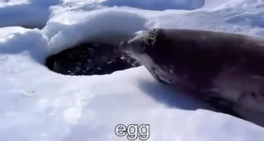 Seal wants eggs and love