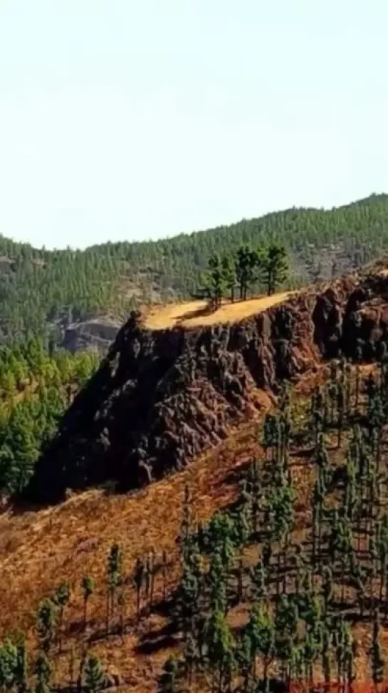 ❓🌳 Это горы или пни гигантских деревьев?