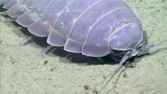 Giant Isopod_ Gulf of Mexico 2017