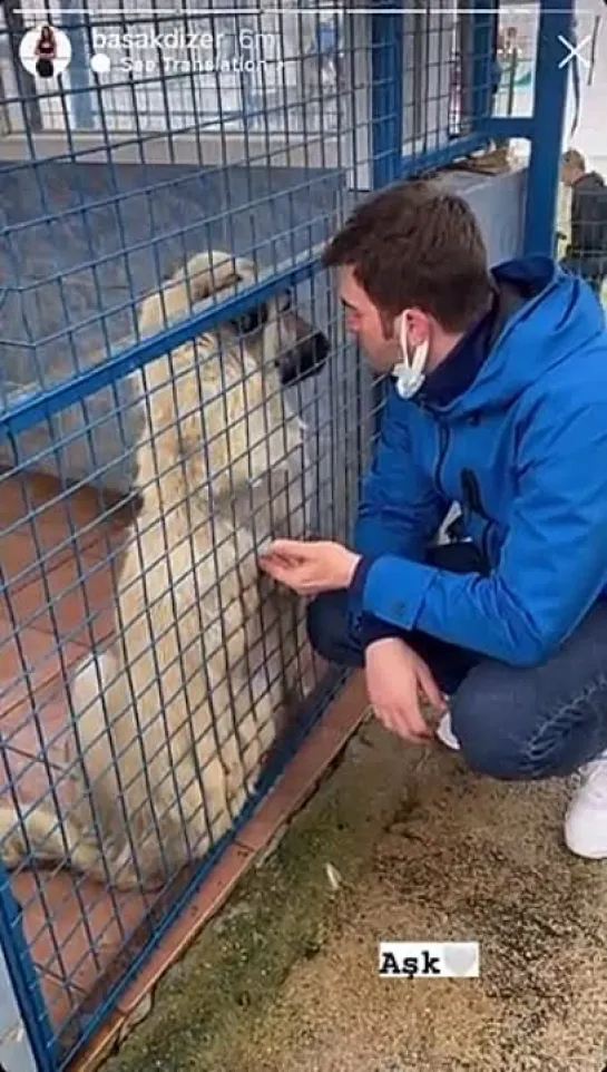 Кыванч в приюте для собак.