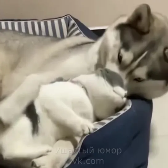 Это самая милая парочка хаски и кота 🐶😻