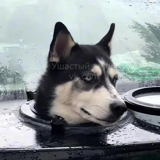 Весёлые собаки 🐶