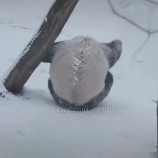 Панда и снег - веселуха 🐼❄️