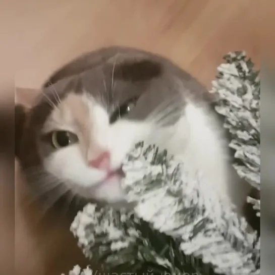 Большая подборка Новогодних котов 🎄😻😹