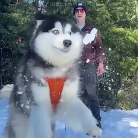 Весёлые снежные собаки ❄️