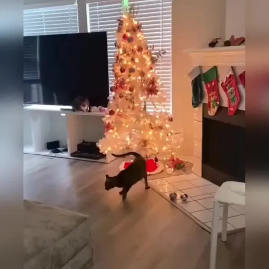 Коты и Новый год 🎄