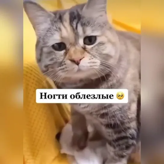 Нескучные котики и 1 весёлый собак