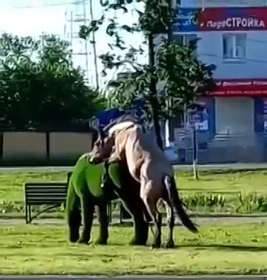 Когда слабый муж заигрывает с женой, не принеся зарплату