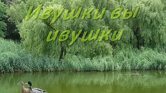 Ивушки вы ивушки