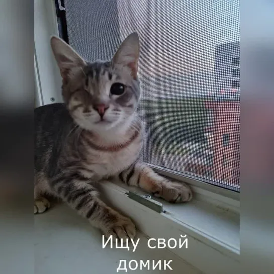 Видео КотоПёс