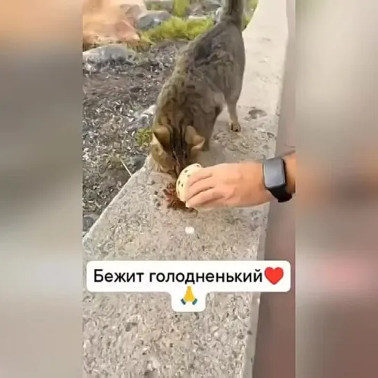 Видео КотоПёс