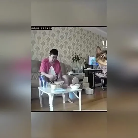 Видео КотоПёс