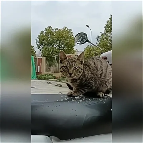 Видео КотоПёс