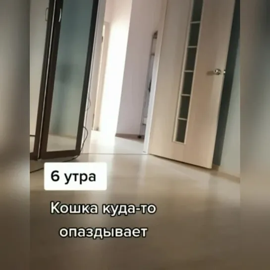 Видео КотоПёс