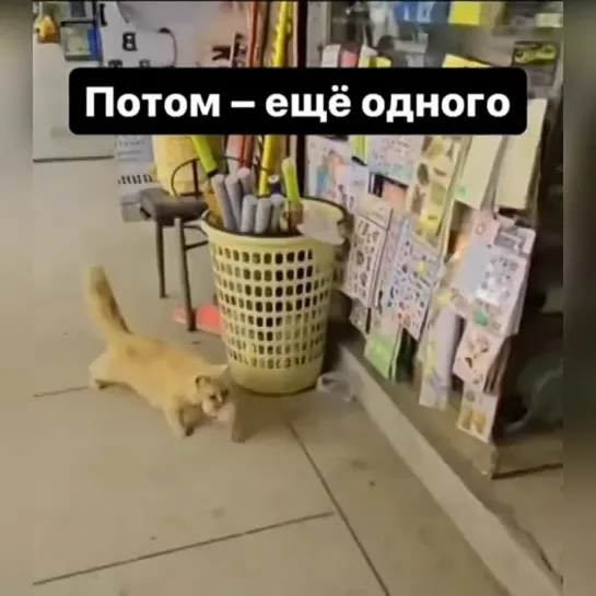 Видео КотоПёс