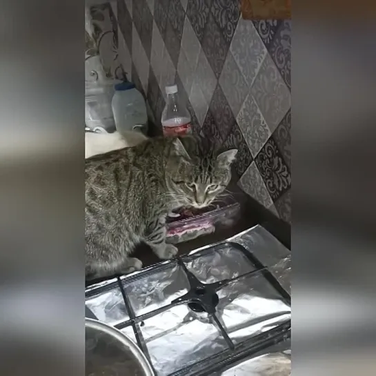 Видео КотоПёс