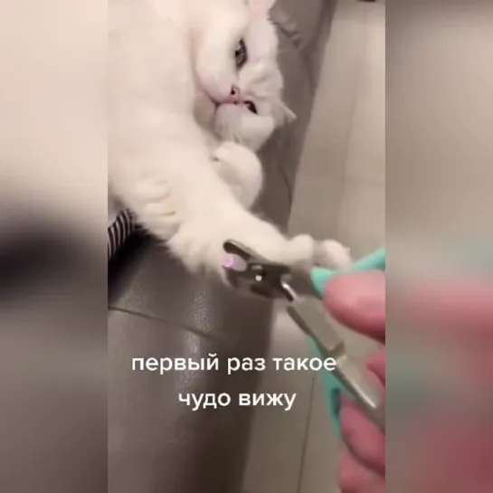 Видео КотоПёс