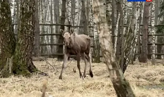 Основной элемент. Влечение (2014)