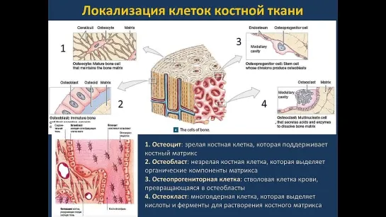 [Дмитрий Старчик] Костная система  13.09.21 - 14:15