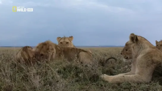 Львиная мафия _ Жизнь одного прайда _ Lion Gangland