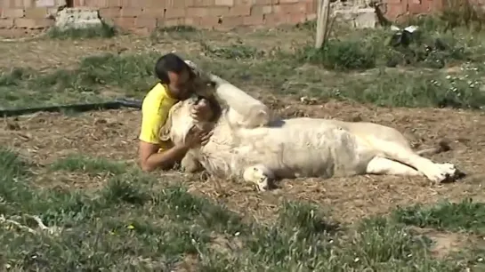 Дружное трио лев,тигр и человек )))Позитив))) yo,un tigre y un leon прикол[[167054025]]