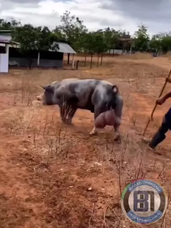 Видео от Видео приколы