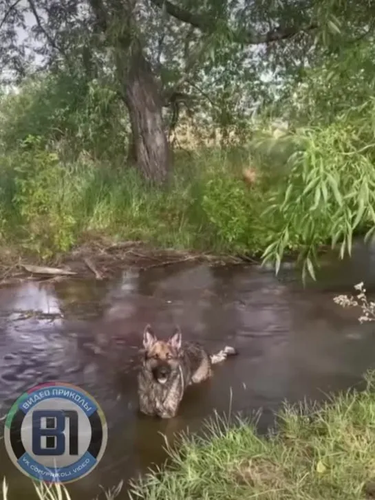 Видео от Видео приколы