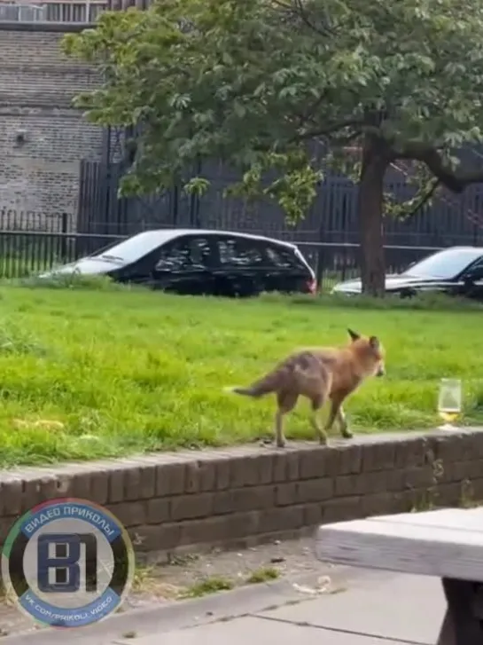 Видео от Видео приколы