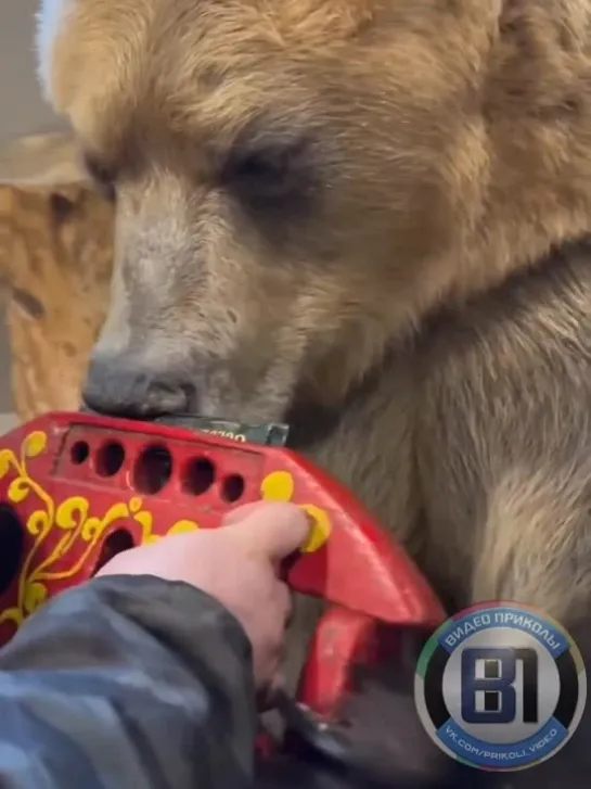 Видео от Видео приколы