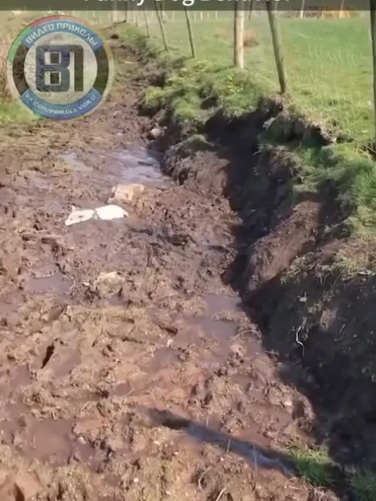 Видео от Видео приколы