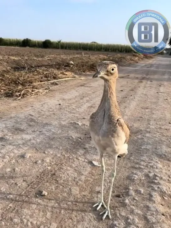 Видео от Видео приколы