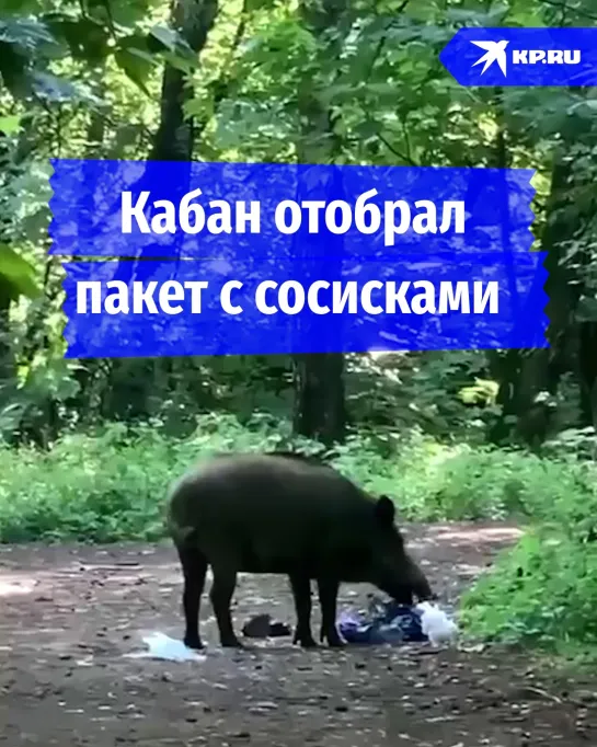 Кабан отобрал пакет с сосисками