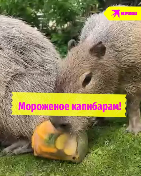 Мороженое капибарам!