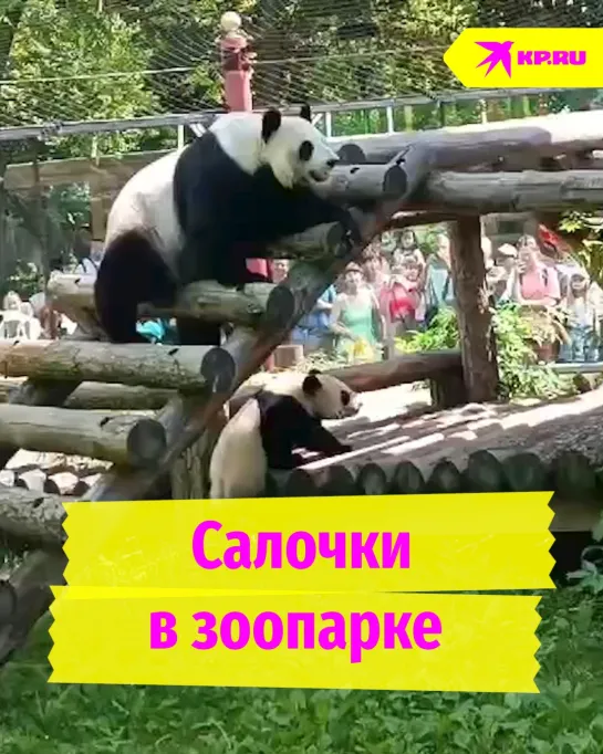 Салочки в зоопарке