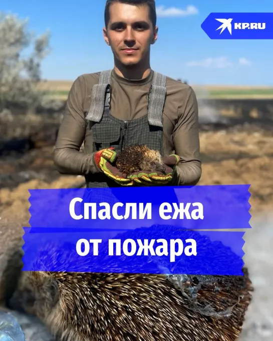 Спасли от пожара ежа