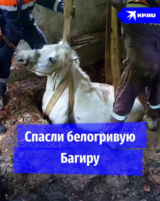 Спасли белогривую Багиру