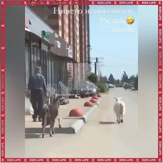 В Рязани и не такое увидишь 😀

Видео от подписчицы.