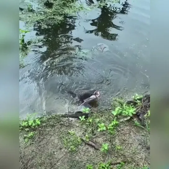 Действительно ручной сом надо же было так приручить усатого