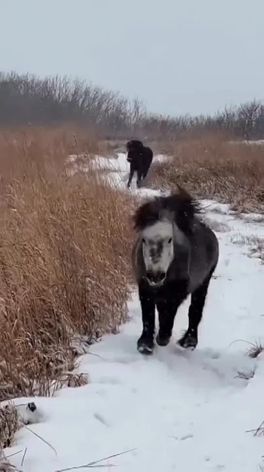 лошадки