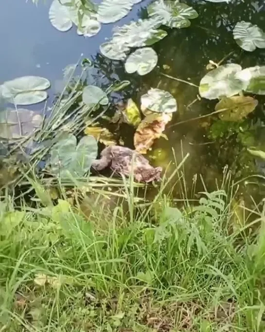 Видео от Типичное Одинцово