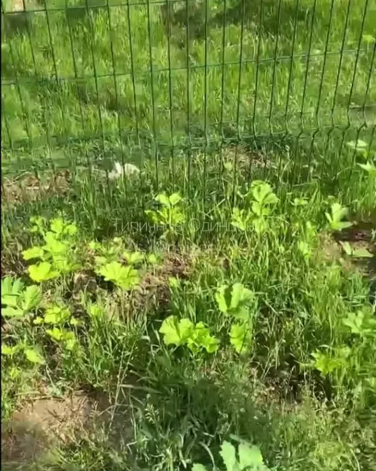 Видео от Типичное Одинцово