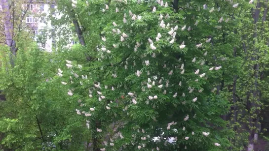 May's Chisinau after rain, 3.05.2020