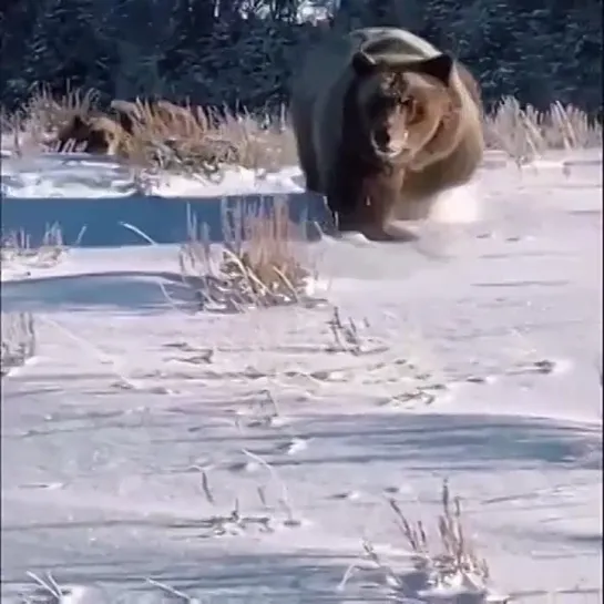 Видео взято от Зои Маркус